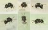 Perilampus sp.